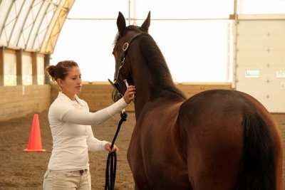 Hendrik's Neverending Story-filly 1yr