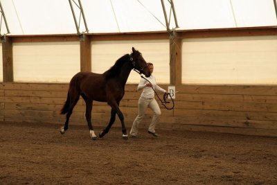 FSH Inspection 07 1yr old