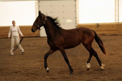 FSH Inspection 07 1yr old