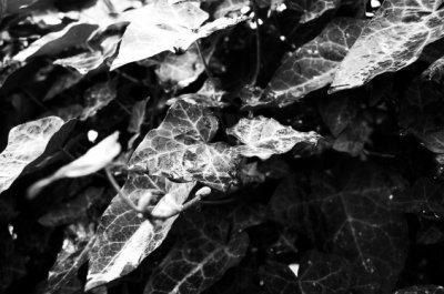 DSC_0133mod.jpg