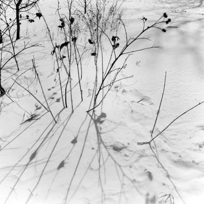 Stalks and Snow, Ottawa, Canada