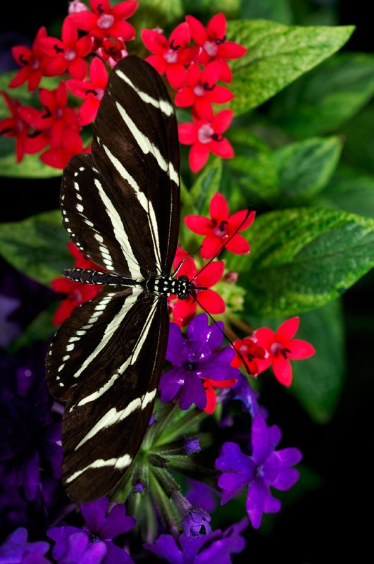 Zebra Longwing