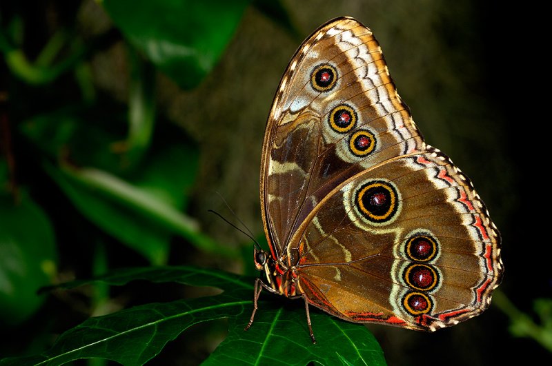 Blue Morpho