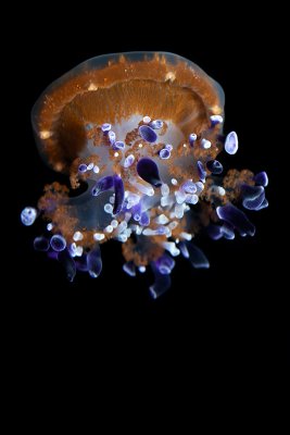 Mediterranean Jellyfish