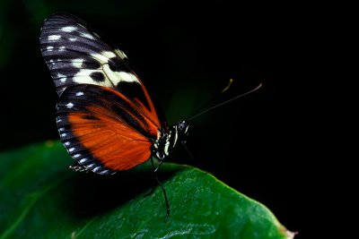 Tiger Longwing