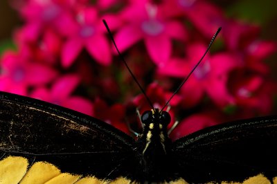 Giant Swallowtail