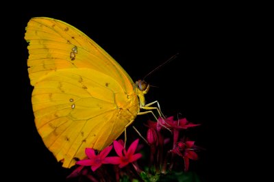 Orange-barred Sulphur