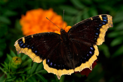 Mourning Cloak