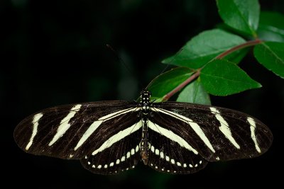 Zebra Longwing