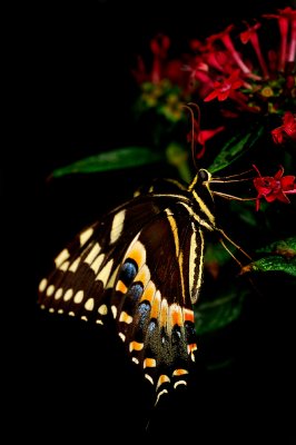 Anise Swallowtail