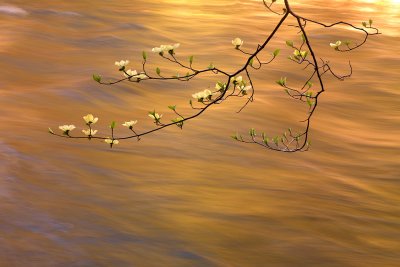 Dogwood On The Merced