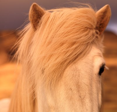 Icelandic Stallion