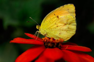 Orange-barred Sulphur