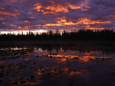 Sunrise Over Lily Pads