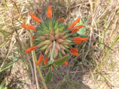 isaloorangeflower3877.jpg