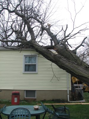 Tree on the house