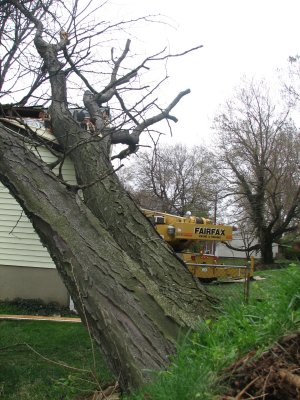 It's a big, big tree