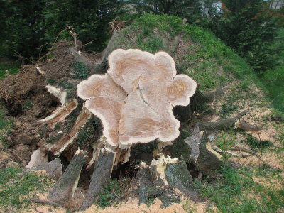 Stump