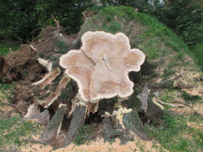 Another stump