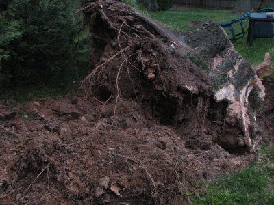 Shallow roots