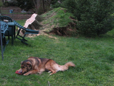 Marley found a bone