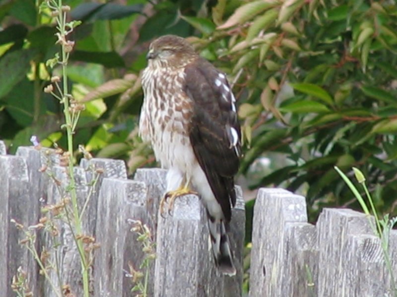 Hawk taking a nap.........zzzzzzzz