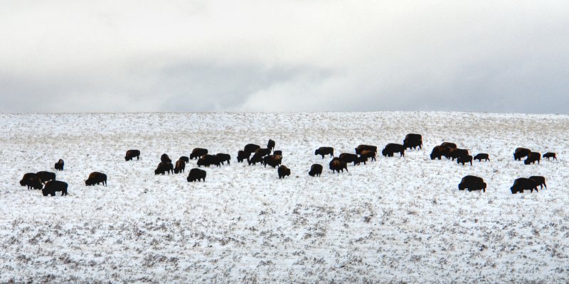 Buffalo of the Blackfoot Nation