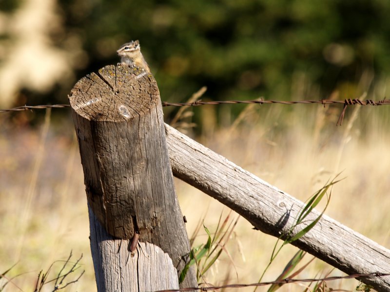 My Fence!