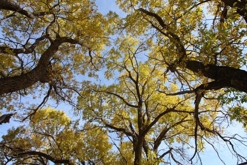 Big Cottonwoods