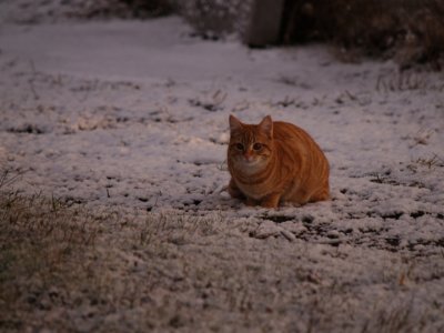 Cemetery Cat