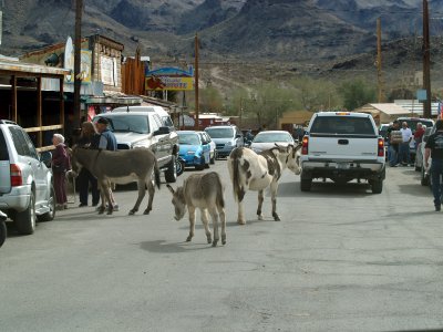 The World Famous Oatman Burros