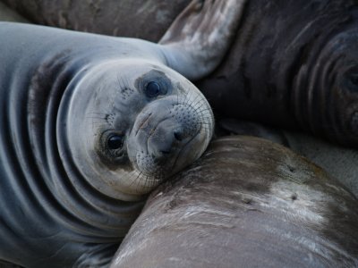Northern Elephant Seals - San Simeon, California