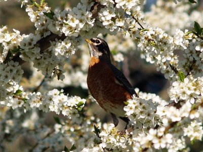 Robin in Spring