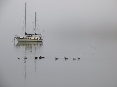 Sequim Bay Geese