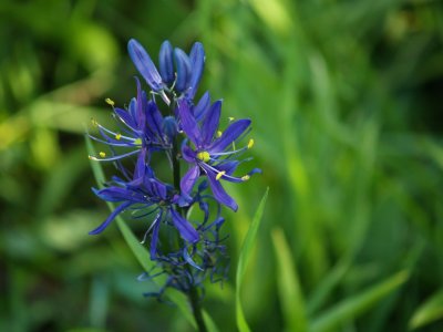 Blue Camas