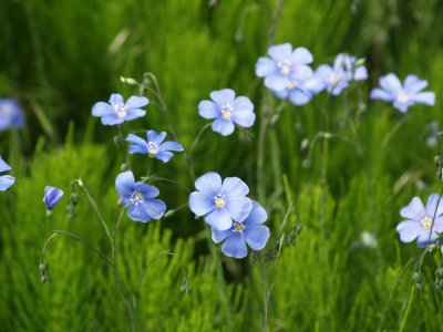 Blue Flax