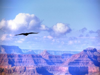 Grand Canyon Crow