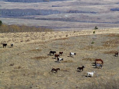 Blackfoot Ponys At Play