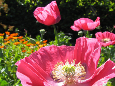 Pink Poppies