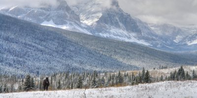 Blackfoot Pony at Two Medicine