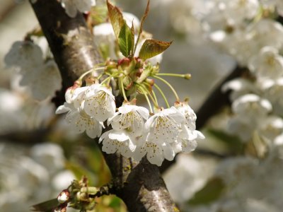 June Cherries