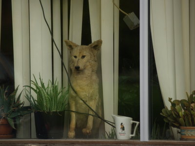 How much for the coyote in the window?