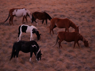 Blackfeet Ponies in The Morning Twilight