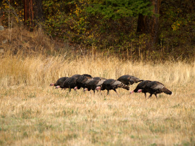 Wild Turkeys