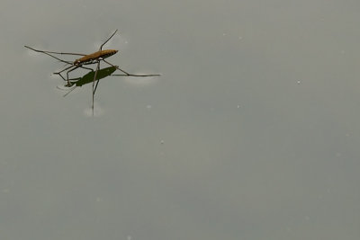 Bug on water