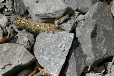 Caterpillar