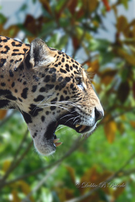 Jaguar