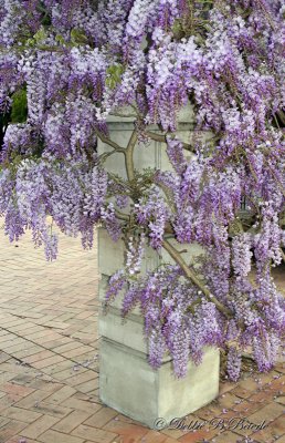 Wisteria