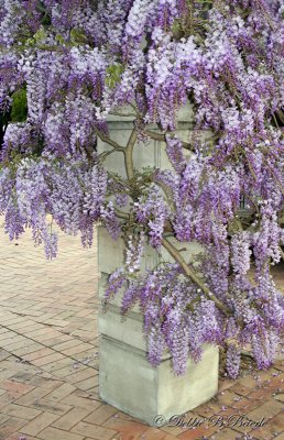 Wisteria