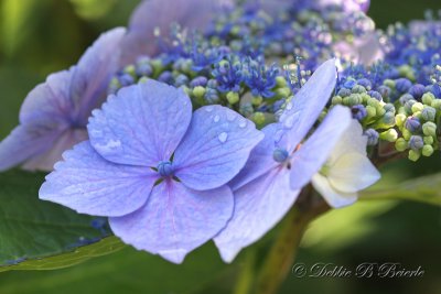 Hydrangea